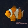 Orange Ocellaris Clownfish (Amphiprion ocellaris)