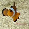 Orange Ocellaris Clownfish (Amphiprion ocellaris)