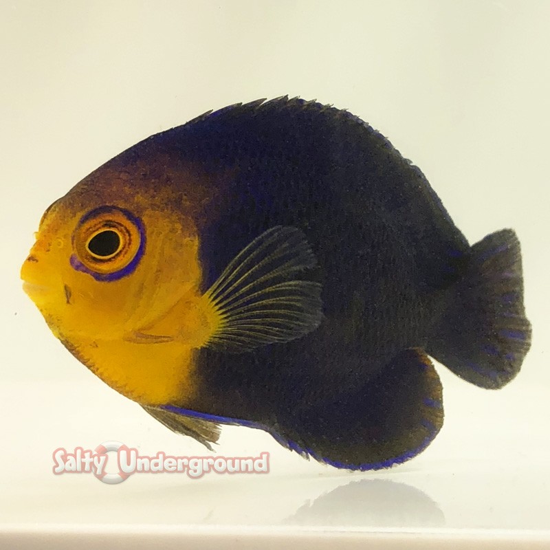 Pygmy Cherub Angelfish (Centropyge argi)