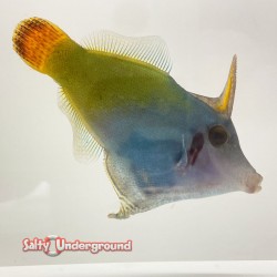 Redtail Filefish (Pervago malanocephalus)