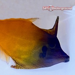 Flame Redtail Filefish...