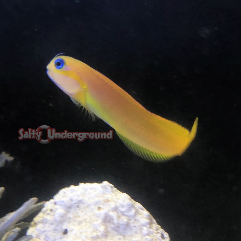 African Midas Blenny (Ecsenius midas)