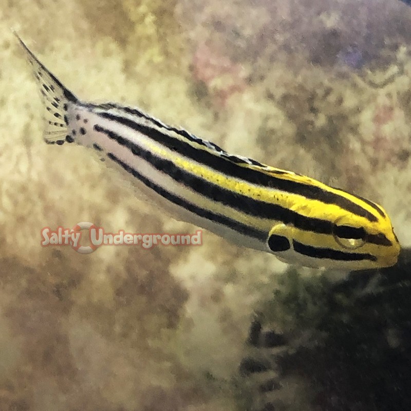 Grammistes Striped Blenny (Meiacanthius grammistes)