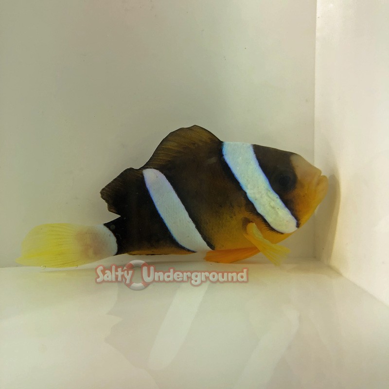 Clarkii Clownfish (Amphiprion Clarkii)