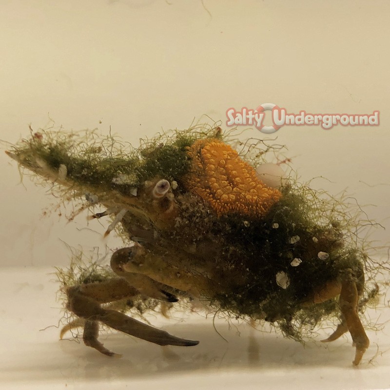 Sponge Crab (Sphaerodromia sp.)