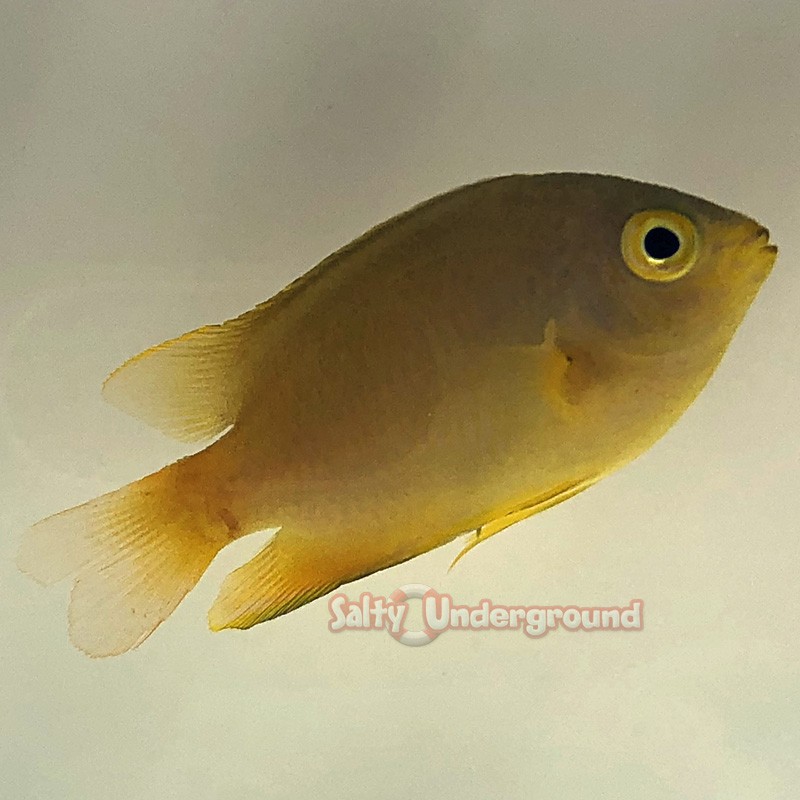 Lemon Damsel (Pomacentrus moluccensis)