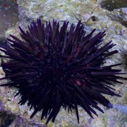 Red Black Sea Urchin