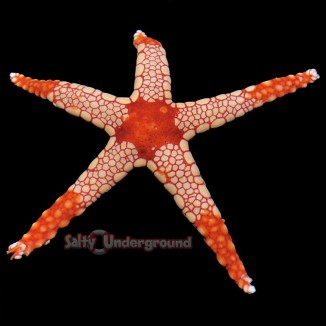 Salty Underground: Jewel Starfish (Nardoa Spp.)