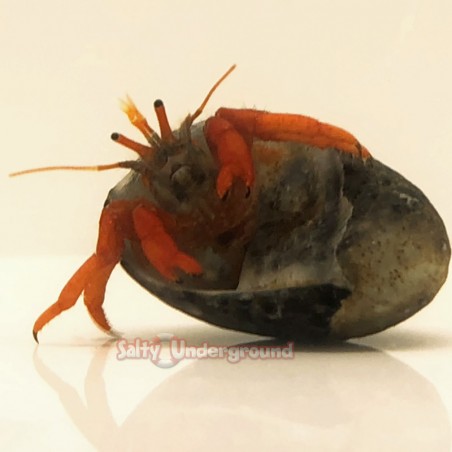 Orange Leg Hermit Crab