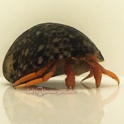 Orange Leg Hermit Crab
