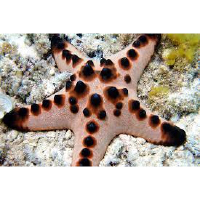 Chocolate Chip Starfish