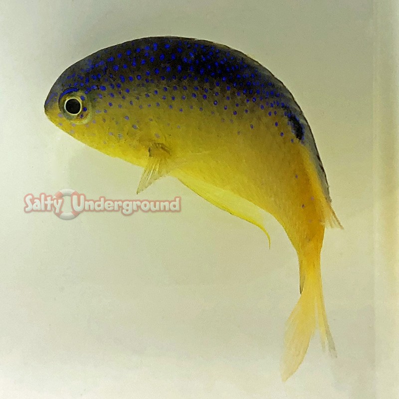 Beau Gregory Damselfish (Stegastes leucostictus)