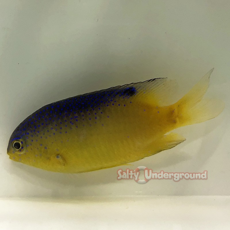 Salty Underground Beau Gregory Damselfish (Stegastes leucostictus)