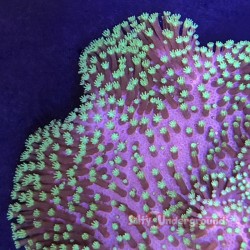 1 Inch Aquacultured Neon Green Toadstool Leather Coral (Sarcophyton)