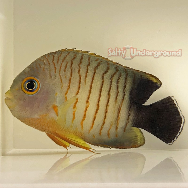 Eibli Angelfish (Centropyge eibli)