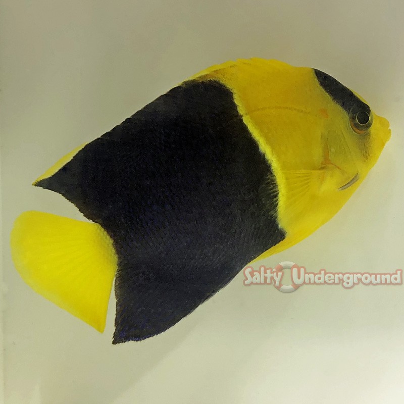 Bicolor Angelfish (Centropyge bicolor)