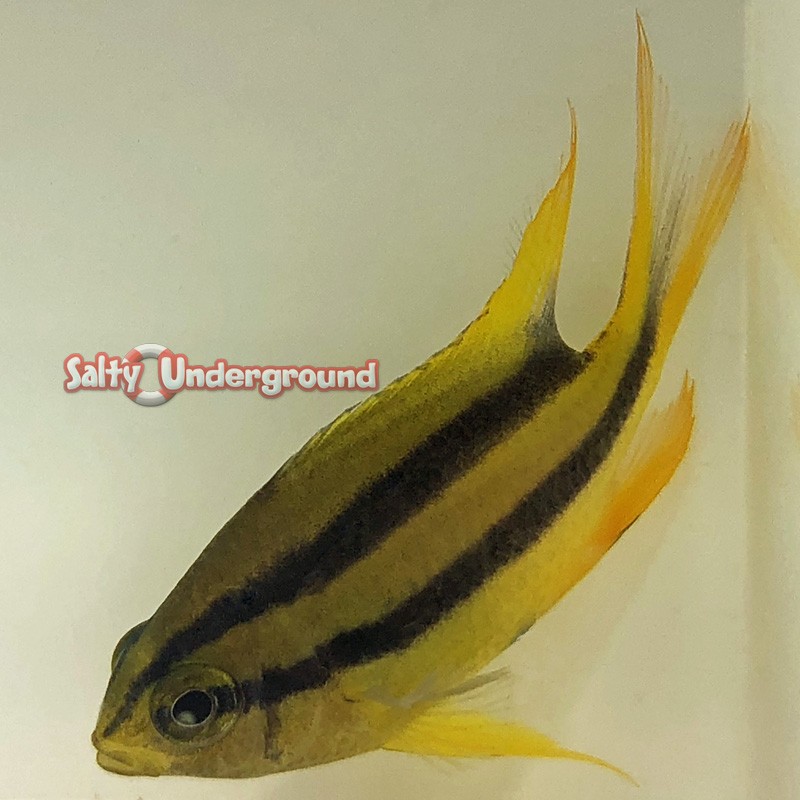 Black and Gold Chromis (Neoglyphidodon nigroris)