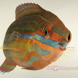 Christmas Wrasse Indo Pacific Halichoeres
