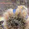 Blue Tuxedo Urchin (Mespilia sp.)