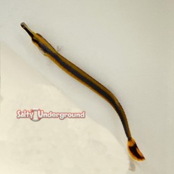 Pipefish top down view
