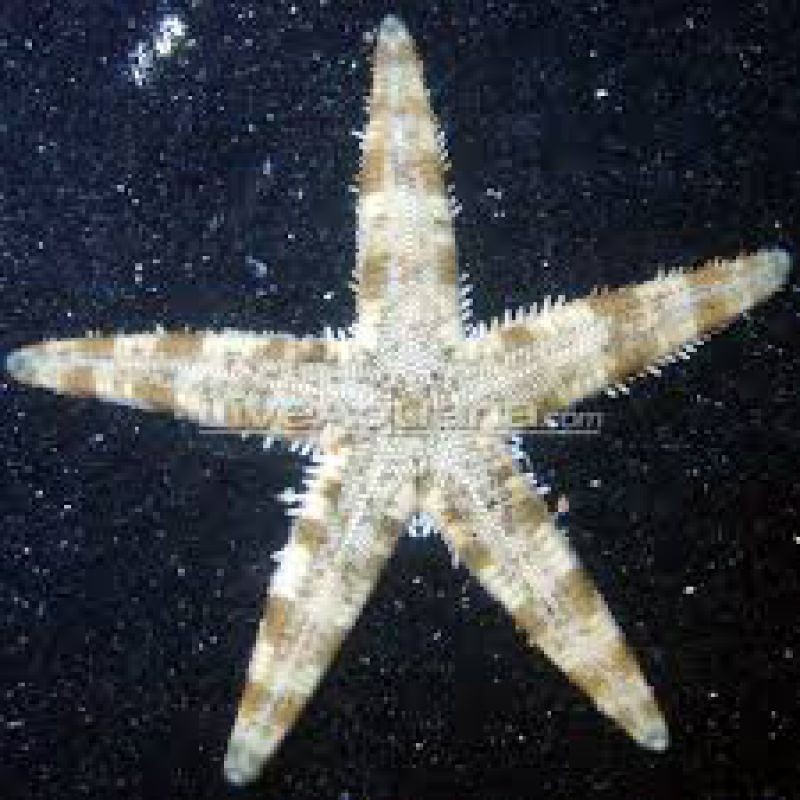 White Sand Sifting Sea Star (Archaster typicus)