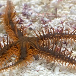 Brittle Starfish (Ophiocoma...