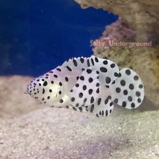 Salty Underground: Panther Grouper  (Cromileptes altivelis) 3"