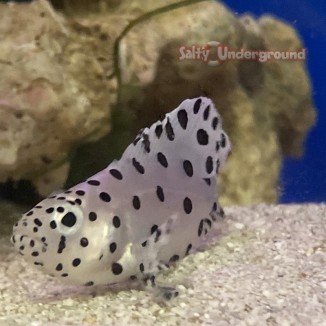 Salty Underground: Panther Grouper  (Cromileptes altivelis) 3"