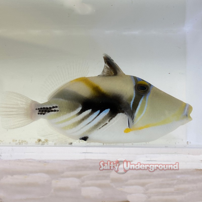 Picasso Triggerfish (Rhinecanthus aculeatus)