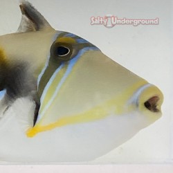 Picasso Triggerfish (Rhinecanthus aculeatus)