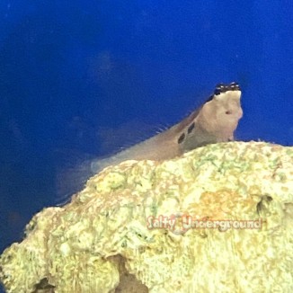 Salty Undergound: Two Spot Blenny (Ecsenius bimaculatus)
