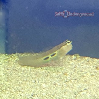 Salty Undergound: Two Spot Blenny (Ecsenius bimaculatus)