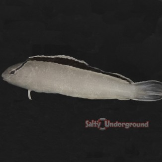 Salty Underground: Smith's Blenny (Meiacanthus smithii)
