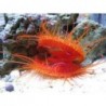 Bright Red Electric Flame Scallop