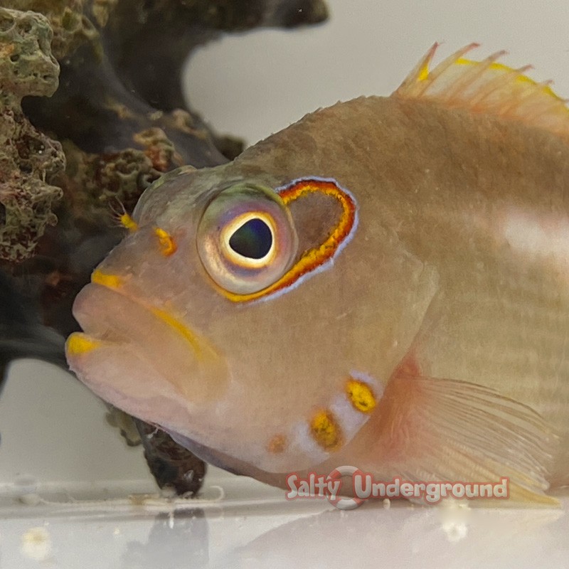 Arc Eye Hawkfish (Paracirrhitus arcuatus)