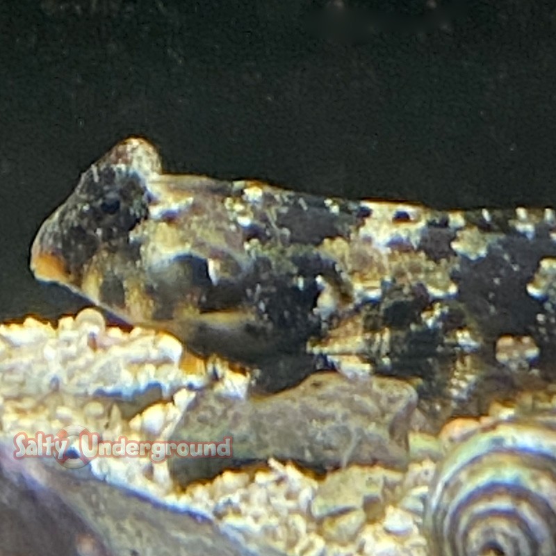 scooter blenny