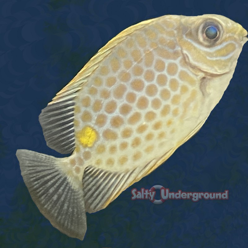 Goldspotted Spinefoot Rabbitfish (Siganus punctatus)