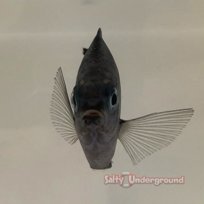 Salty Underground Regal Chromis Damselfish