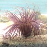 Purple tube anemone all