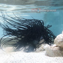 Salty Underground: Deep Purple/Black Tube Anemone green heart
