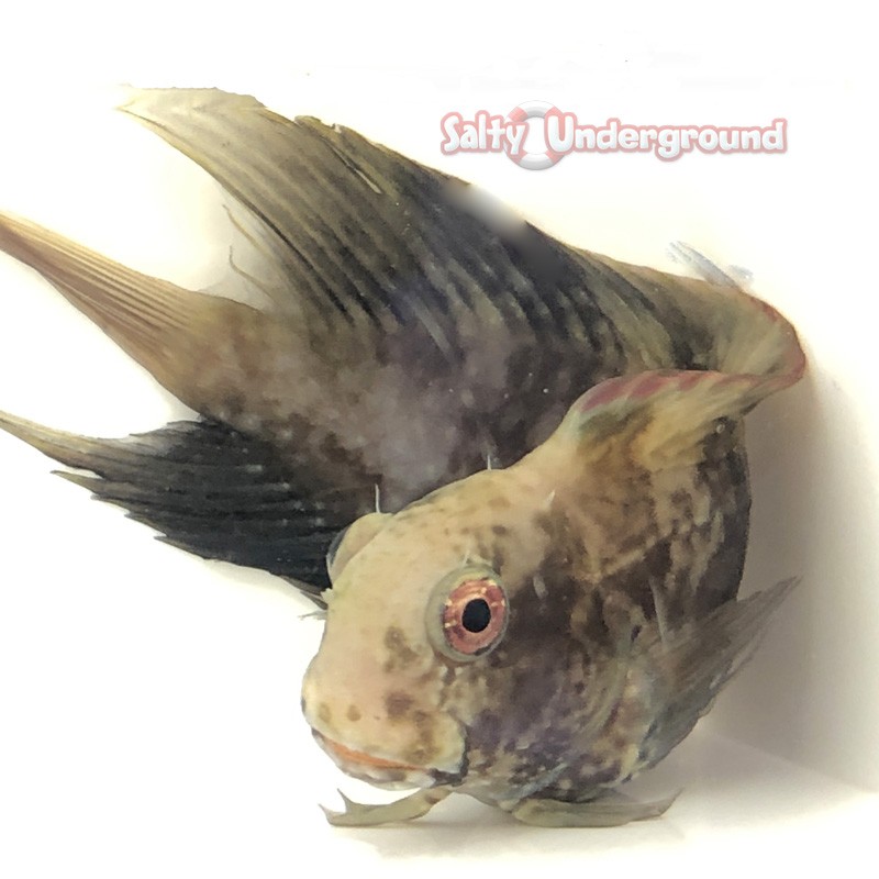 Salty Underground: Black Sailfin Blenny (Atrosalarias Fuscus)