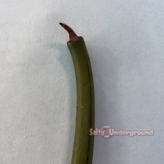 Salty Underground: Mangrove Tree pod