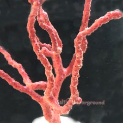 Red Stick Gorgonian