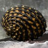 Black & Gold Checkboard Nerite Snail