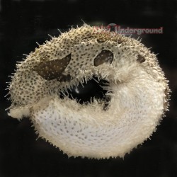 Salty Underground: Sand Cucumber (Holothuria Atra) Red