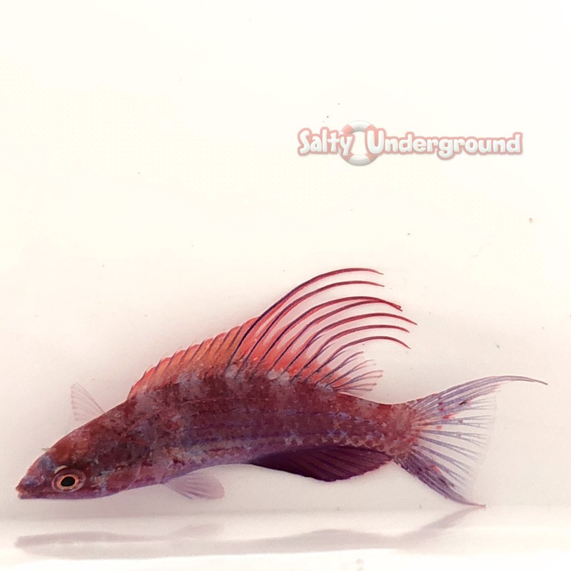 Scarlet Filament Flasher Wrasse (Paracheilinus filamentosus)