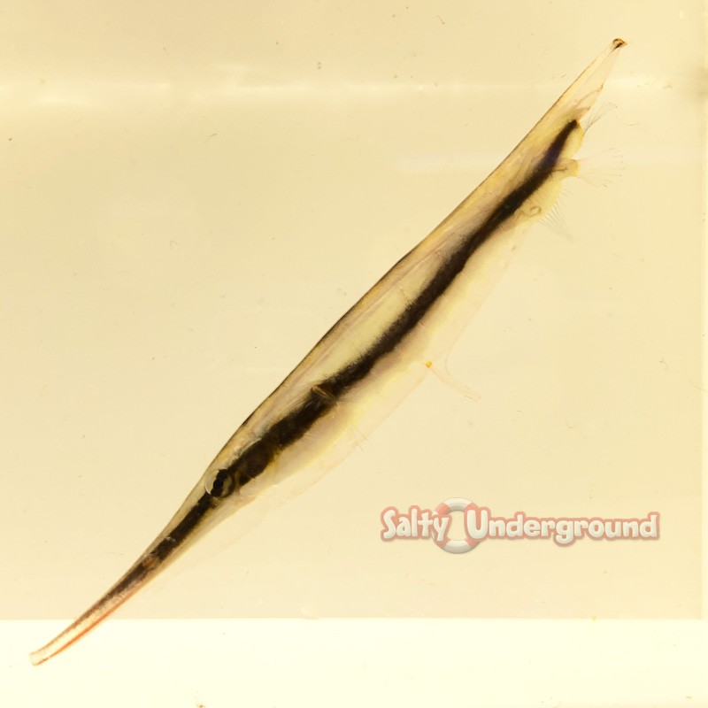 Striped Shrimpfish (Aeoliscus Strigatus)