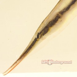 Striped Shrimpfish (Aeoliscus Strigatus)