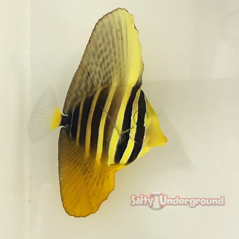 Pacific Sailfin Tang (Zebrasoma velifer) Juvenile