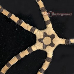 Banded Serpent Starfish (Ophiuroidea sp.)
